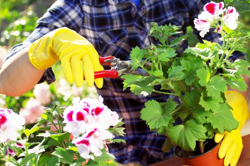 The image shows a gardener wearing a plaid shirt and bright yellow gloves, using pruning shears to trim a healthy, leafy potted plant with pink and white flowers, situated in a garden with lush greenery. In the background, there are additional plants and foliage, with natural sunlight illuminating the scene. The garden appears well-maintained, with various plants growing in beds and containers, indicating an active outdoor gardening space typical of suburban gardens in Shortlands, Kent, with a focus on flowering plants and greenery for outdoor aesthetic appeal. The scene reflects professional gardening activities, possibly undertaken by Hedge Trimming Shortlands, consistent with landscaping and garden maintenance services in the area.